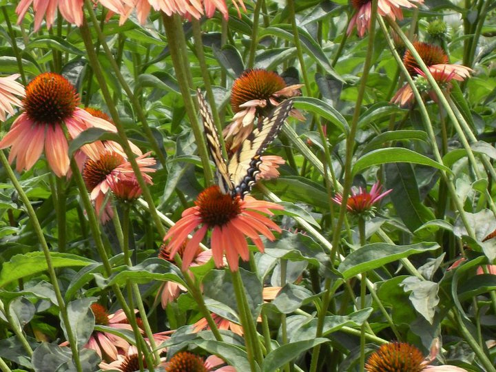 Perennial Sale
