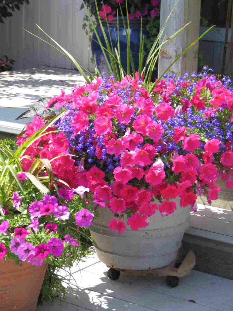 Container Gardening | Colonial Nursery